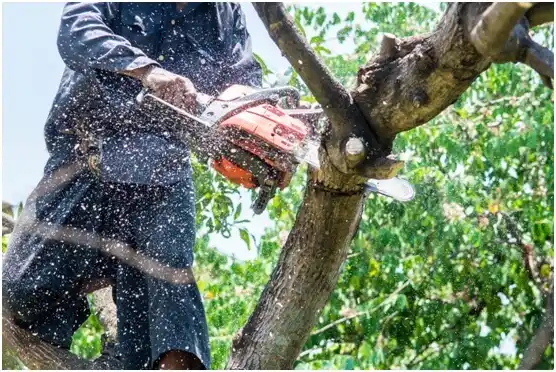 tree services North Fort Lewis